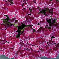 Pelagonium geranium scented for sale  UK