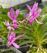 Vanda falcata koto gebraucht kaufen  Haan