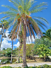 Wild date palm for sale  Pompano Beach