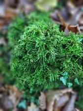 Woodland mosses pond for sale  SALISBURY