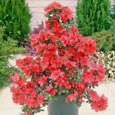 Azalea japonica arabesk for sale  NORTHWICH