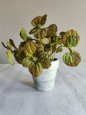 Artificial swedish ivy for sale  Montello