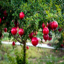 Dwarf pomegranate tree for sale  Lincolnton