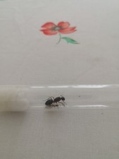 Fourmis camponotus pilicornis d'occasion  Saint-Aubin-le-Cloud