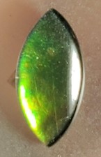 14x7mm marquis ammolite for sale  Sweet Grass