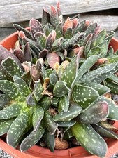 Gasteria pillansii cristate. for sale  LLANTWIT MAJOR