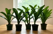 Clivia miniata plants for sale  Lawrenceville