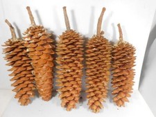 fires pinecones colored for sale  Rail Road Flat