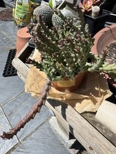 house cactus for sale house cactus for sale TWICKENHAM