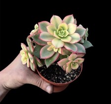 christine haworth usato christine haworth usato  Catania