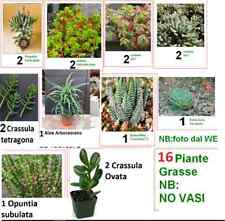 Piante grasse diversi usato  Qualiano