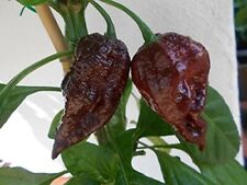 Trinidad scorpion chocolate gebraucht kaufen  Schmidmühlen