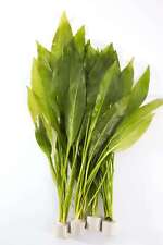 Amazon swords tropical for sale  MARKET RASEN