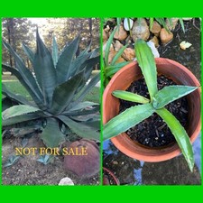 Large size agave for sale  Collinston