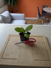 Phytolacca laka boom for sale  BURY