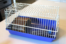 Hamster gerbil small for sale  Winter Springs