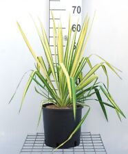 Yucca flaccida golden usato  Valmacca