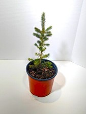 25 trees blue spruce for sale 25 trees blue spruce for sale Kingsville