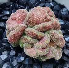 mammillaria for sale  Indianapolis