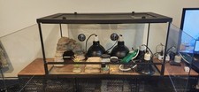 home bearded dragon for sale home bearded dragon for sale Reisterstown