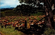 Postcard purebred hereford for sale  Kankakee