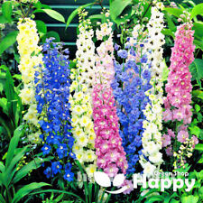 paper tall colourful flowers for sale paper tall colourful flowers for sale DONCASTER