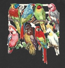 H07 tuck parrots for sale  HOVE