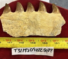 Mosasaurus jaw bone for sale Mosasaurus jaw bone for sale  Ogden