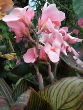 800084 canna pink for sale  Shipping to Ireland