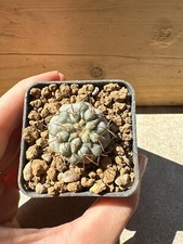 Copiapoa columna alba usato  Valdastico