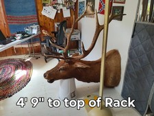 Elk bull head for sale  Mascot