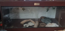 Full bearded dragon for sale  RAINHAM