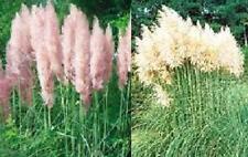 Pampas grass collection for sale  BURTON-ON-TRENT