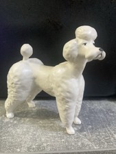 white standard poodle for sale white standard poodle for sale BECCLES