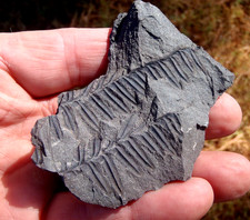 Fern fossil neuralethopteris for sale  Birmingham