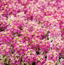 Alyssum rosie day for sale  Sevierville