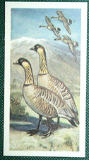 HAWAIIAN GOOSE NENE Vintage 1962 Ilustrado Cartão de Vida Selvagem HE15M comprar usado  Enviando para Brazil