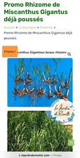 Lot rhizomes miscanthus d'occasion  Douvrin