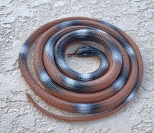 Realistic snake coiled for sale  Saint Cloud