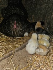 Fertile chicken eggs for sale  SCUNTHORPE
