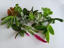 Assorted succulent cutting for sale  Hercules