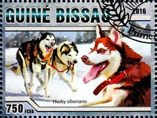 Guinea hund haustier gebraucht kaufen  Unna