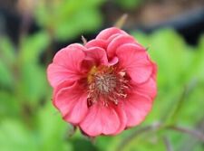 Geum rivale leonard for sale  WALLINGFORD