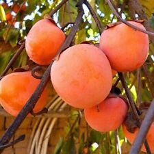 Delicious georgian persimmon for sale  ROCHDALE