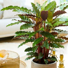 Calathea elgergrass large for sale  UK