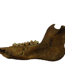Neolithic fossil jaw for sale  CIRENCESTER