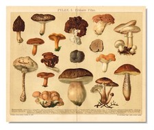Mushrooms antique print for sale  Manville