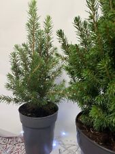Pine tree miniature for sale  BANBURY