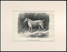 Irish terrier rare for sale Irish terrier rare for sale  COLEFORD