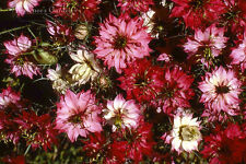 Nigella love mist for sale  SALISBURY